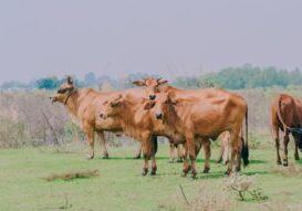 Animal Production1