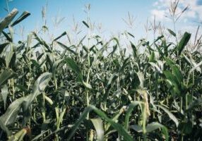 maize production